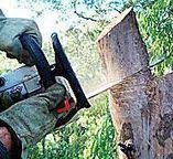 How Our Tree Care Process Works  in  Rosemount, OH