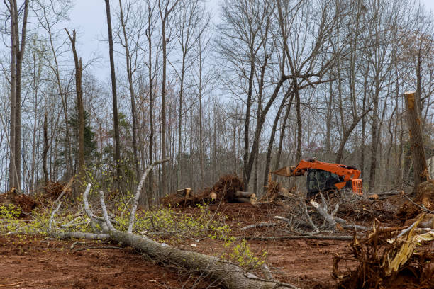 Seasonal Cleanup (Spring/Fall)